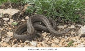 Attēlu rezultāti vaicājumam “Coronella austriaca adult”