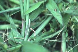Attēlu rezultāti vaicājumam “Digitaria ischaemum leaf”