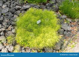 Attēlu rezultāti vaicājumam “Equisetum pratense”