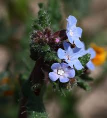 Attēlu rezultāti vaicājumam “Anchusa arvensis flower”