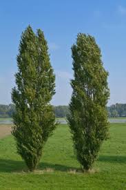 Attēlu rezultāti vaicājumam “Populus nigra Italica”