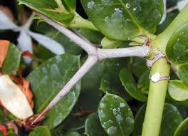 Attēlu rezultāti vaicājumam “Cribraria macrocarpa stalked”