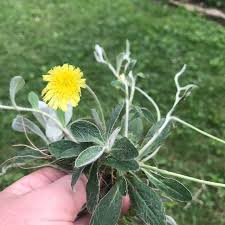 Attēlu rezultāti vaicājumam “Pilosella officinarum”