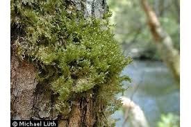 Attēlu rezultāti vaicājumam “Neckera pennata”