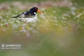 Attēlu rezultāti vaicājumam “Haematopus ostralegus”