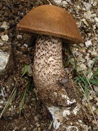 Attēlu rezultāti vaicājumam “Leccinum aurantiacum”