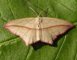 Attēlu rezultāti vaicājumam “Timandra comae”