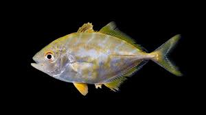 Image result for Caranx ruber