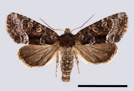 Attēlu rezultāti vaicājumam “Oligia sp.”