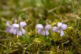 Attēlu rezultāti vaicājumam “Viola rupestris”