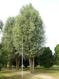 Attēlu rezultāti vaicājumam “Salix alba var. alba”