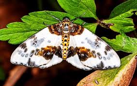 Attēlu rezultāti vaicājumam “Abraxas sylvata imago”