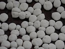 Attēlu rezultāti vaicājumam “Diderma sp.”