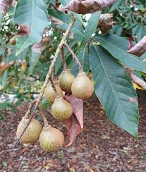 Attēlu rezultāti vaicājumam “Aesculus”