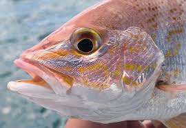 Image result for Lutjanus colorado