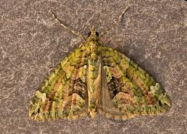 Attēlu rezultāti vaicājumam “Chloroclysta siterata”