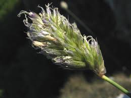 Attēlu rezultāti vaicājumam “Sesleria caerulea bud”