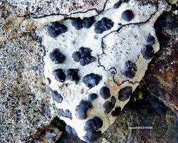 Attēlu rezultāti vaicājumam “Porpidia macrocarpa”