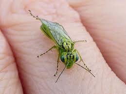 Attēlu rezultāti vaicājumam “Rhogogaster picta”