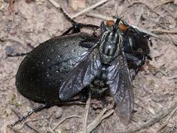 Attēlu rezultāti vaicājumam “Carabus nemoralis”