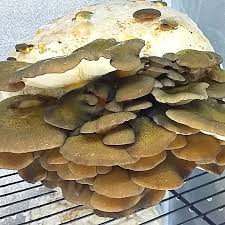 Attēlu rezultāti vaicājumam “Panellus serotinus”