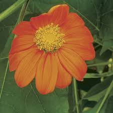 Image result for Tithonia rotundifolia