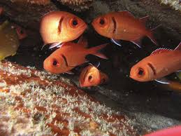 Image result for Holocentrus adscensionis