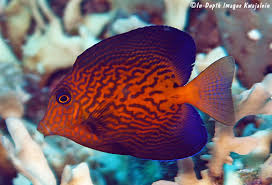 Image result for Ctenochaetus hawaiiensis