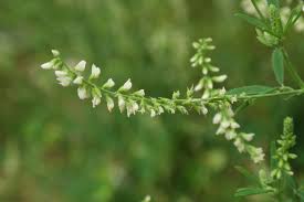 Attēlu rezultāti vaicājumam “Melilotus albus leaf”
