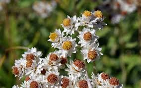 Attēlu rezultāti vaicājumam “Anaphalis margaritacea flower”