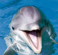 Afbeeldingsresultaat voor dolfijnen