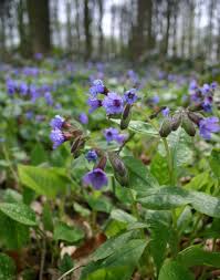 Image result for Pulmonaria officinalis