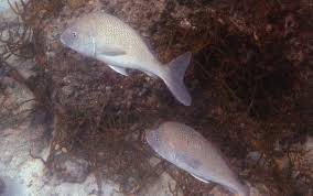 Image result for Haemulon album