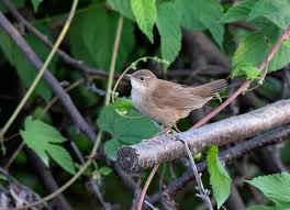 Image result for Locustella luscinioides