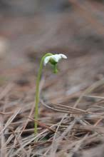 Attēlu rezultāti vaicājumam “Pyrolaceae”