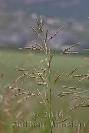 Attēlu rezultāti vaicājumam “Bromopsis inermis”