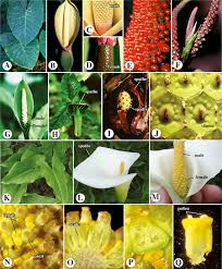 Attēlu rezultāti vaicājumam “Araceae”