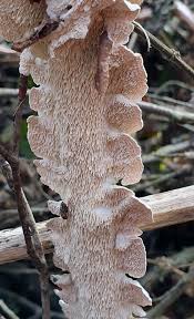 Attēlu rezultāti vaicājumam “Steccherinum bourdotii”