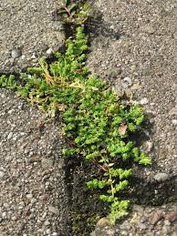 Attēlu rezultāti vaicājumam “Herniaria glabra”