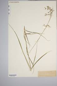 Attēlu rezultāti vaicājumam “Luzula luzuloides”