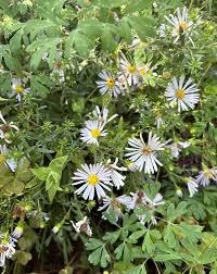 Attēlu rezultāti vaicājumam “Symphyotrichum x salignum”