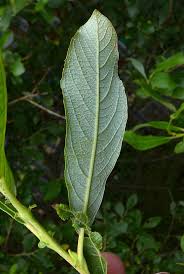Attēlu rezultāti vaicājumam “Salix cinerea female flower”