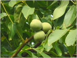 Attēlu rezultāti vaicājumam “Juglans x sinensis fruit”