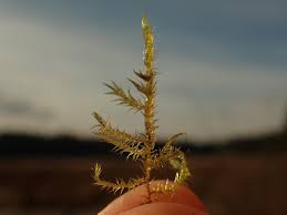 Attēlu rezultāti vaicājumam “Campylium stellatum”