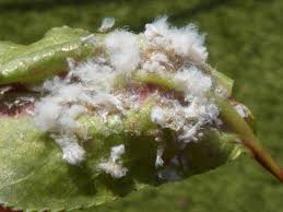 Attēlu rezultāti vaicājumam “Thecabius affinis”