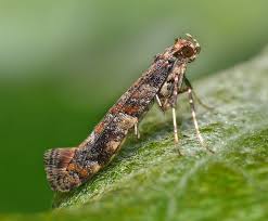 Attēlu rezultāti vaicājumam “Gracillaria syringella larva”