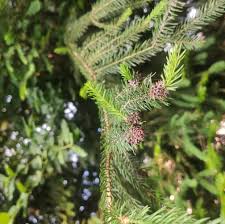 Attēlu rezultāti vaicājumam “Adelges laricis”