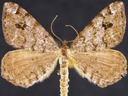 Attēlu rezultāti vaicājumam “Macaria signaria”