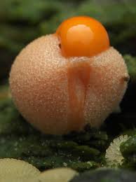 Attēlu rezultāti vaicājumam “Lycogala exiguum aggr. macro”