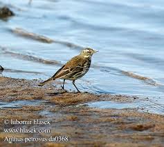 Image result for Anthus petrosus